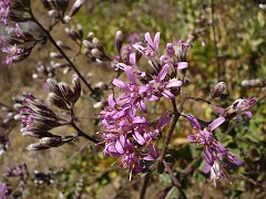 acourtia microcephala
